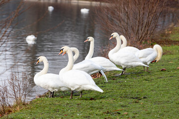 group of swans resting at the shore of a lake in a park, outdoors