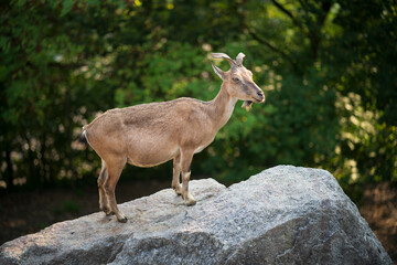 Goat climbing on bare rock