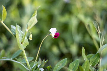 Bloomed white and pink color pea flower with leaves on soft green bokeh background