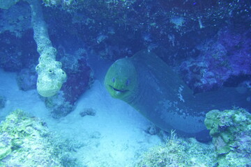 Obraz premium Beautiful Moray Eel In The Caribbean Sea. Blue Water. Relaxed, Curacao, Aruba, Bonaire, Animal, Scuba Diving, Ocean, Under The Sea, Underwater Photography, Snorkeling, Tropical Paradise.
