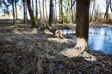 two tree by the lake bitten by a beaver