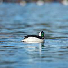 Bufflehead drake on water