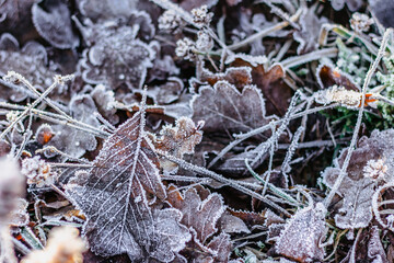 Dry frozen leaves natural background.Cold frosty winter mornings.The first frosts and frozen leaves. Winter macro picture.Quiet clear weather. Hoarfrost on withered leaves.Leaf covered by ice.