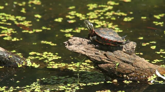 Young painted turtle resting in the sun on a log above a pond on a warm summer day. 