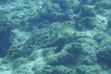 Fototapeta na wymiar Beautiful Sea Turtle Swimming In The Caribbean Sea. Blue Water. Relaxed, Curacao, Aruba, Bonaire, Animal, Scuba Diving, Ocean, Under The Sea, Underwater Photography, Snorkeling, Tropical Paradise.