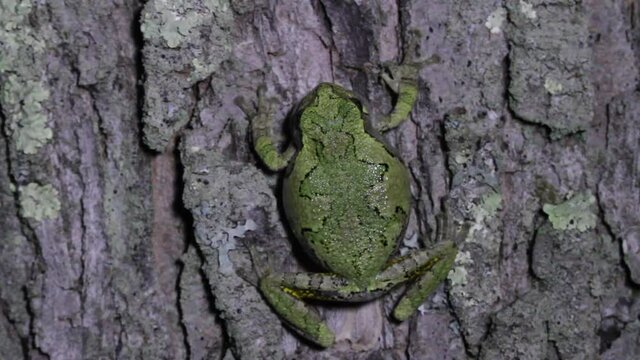 Male Gray Treefrog (Hyla versicolor) calling from the trunk of a tree next to a pond. 