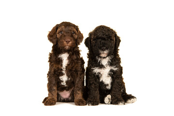 Two cute brown labradoodle puppy dogs sitting together isolated on a white background looking at the camera © Elles Rijsdijk