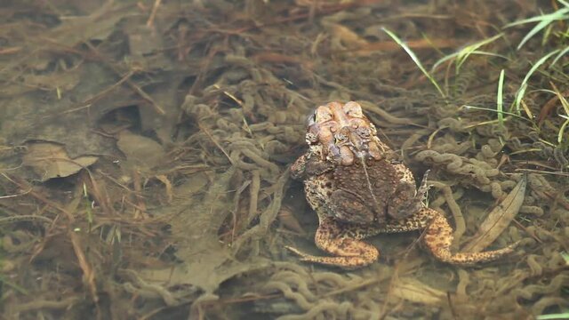 Pair of mating American Toads (Anaxyrus americanus) floating in a pond surrounded by strings of eggs.  The male clings to the female's back in amplexus. The trill of other toads can be heard. 