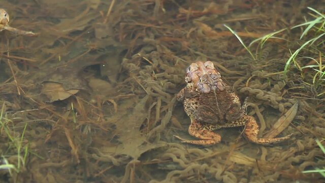 Mating toads (male on female's back) floating in a pond above strings of toad eggs.  They are disturbed by other male toads swimming nearby. 