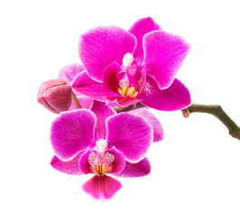 Plakat Abundant flowering of magenta phalaenopsis orchid. 
