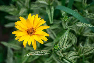 Garden plant, false flowers of sunflower, sunburst, forest sunflower. View from above.