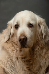 portrait of a big dog in a studio with an elegant pose