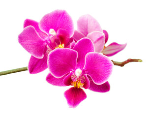 Fototapeta na wymiar Abundant flowering of magenta phalaenopsis orchid. 