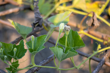 Two closed bottle gourd flowers on the loft with green leaves