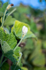 White bottle gourd flower close up with green leaves