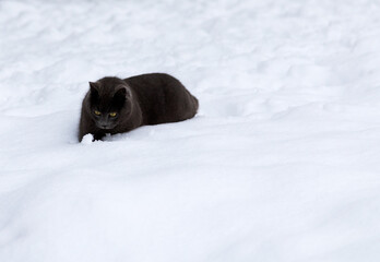 Adorable blue cat sitting playing on the snow