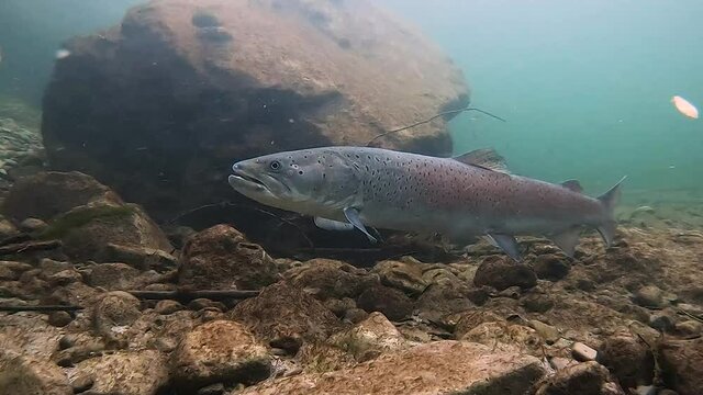 Freshwater fish Common huchen (Hucho hucho) in the beautiful clean river. Underwater footage with nice bacground and natural light. Wild life animal. Swimming predator fish in the river habitat.
