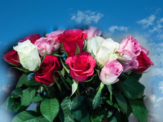 SKY ROSES