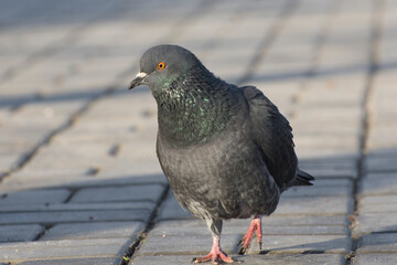 The dove walks along the park alley.