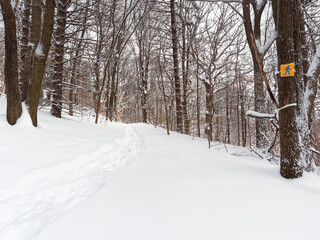 Snowshoeing trail on on Mont-Royal, Montreal