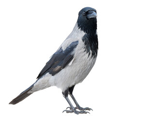 Gray crow isolated on white background. Ravens in the city. Close up photo.