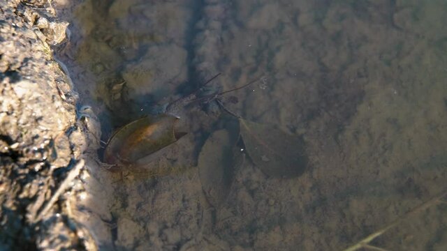 Close up footage of Tadpole shrimp, Triops cancriformis is a rare living fossil in Europe. Swimming in a shallow pool habitat. Nature light.