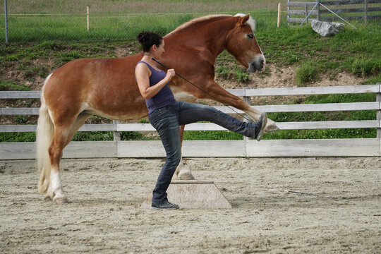Woman trains dressage horse in corral