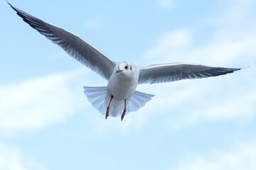 Seagull flying on blue sky background. The seagull spread its wings.