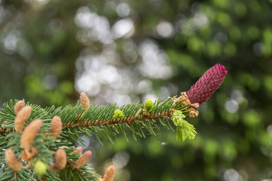 รูปภาพFichtenast – เลือกดูภาพถ่ายสต็อก เวกเตอร์ และวิดีโอ66 | Adobe Stock