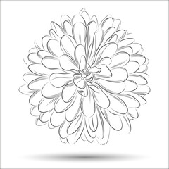 Beautiful isolated hand-drawn monochrome flower of chrysanthemum.
