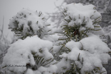 snow covered pine tree