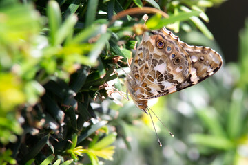 Butterfly on flower