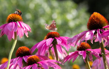 painted lady on purple coneflower