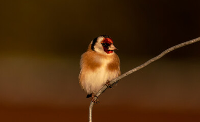 red headed woodpecker