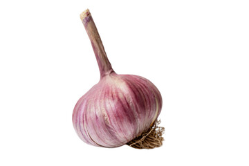 Large head of garlic. Close-up. Vitamins and prevention of infectious diseases. Isolated on white background.