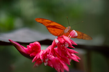 Obraz premium Dryas Julia on flower