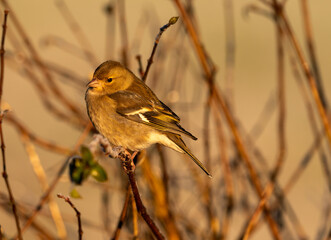 robin on branch
