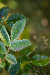 Dew droplets on the edge of leaves. Nature freshness