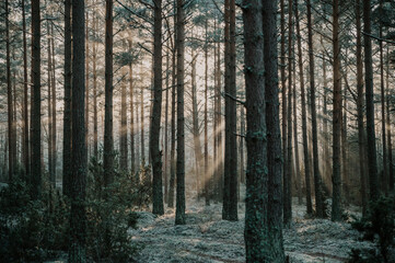Winter forest landscape from Northern Europe.