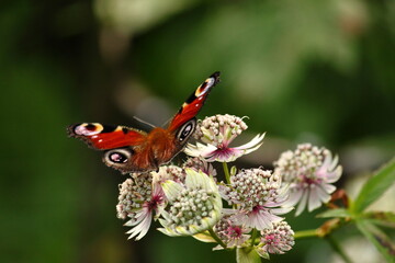 Peacock on a flower