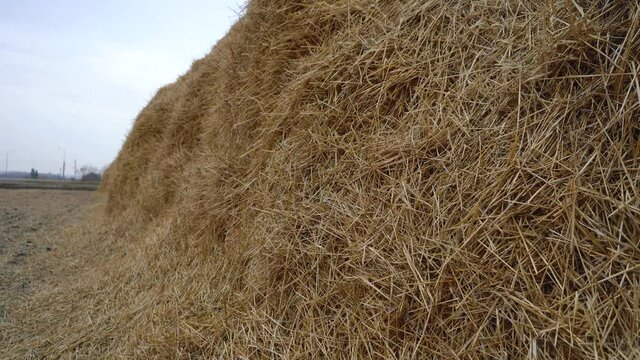 huge pile of hay close up.