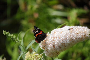 Admiral on a flower