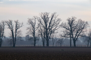 trees in the fog, spring trees
