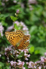 Argynnis butterfly on a flower