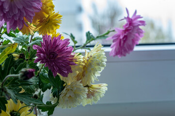 chrysanthemums white yellow pink in a glass on the window sill by the window