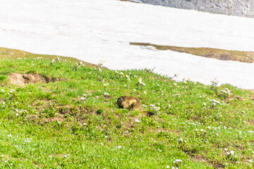 Marmot in the snowy landscape of Gran Paradiso National Park in Italy