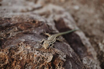 Lucertola sulla roccia, Sardegna.
