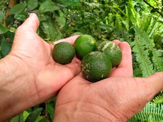 hands holding lemons