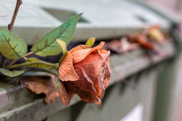 Fototapeta premium artificial rose in a garbage can, rubbish 