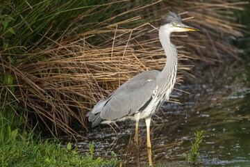 Graureiher im Wasser 31